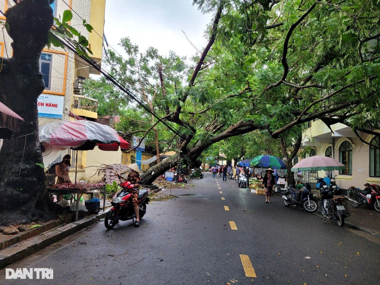 Gần 300 cây xanh, cột điện gãy đổ tại Quảng Ninh, Hải Phòng - 6