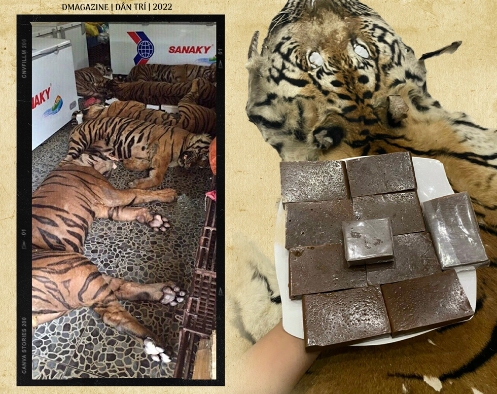 Lộ mặt ông trùm chuyên biến cao chó thành thần dược hổ cốt - 3 Lộ mặt ông trùm chuyên biến cao chó thành thần dược hổ cốt - 3