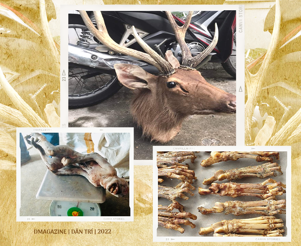 Lộ mặt ông trùm chuyên biến cao chó thành thần dược hổ cốt - 12 Lộ mặt ông trùm chuyên biến cao chó thành thần dược hổ cốt - 12