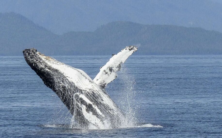 Cá voi lưng gù chia sẻ bài hát, lan tỏa trong phạm vi trên 8.000km - 1