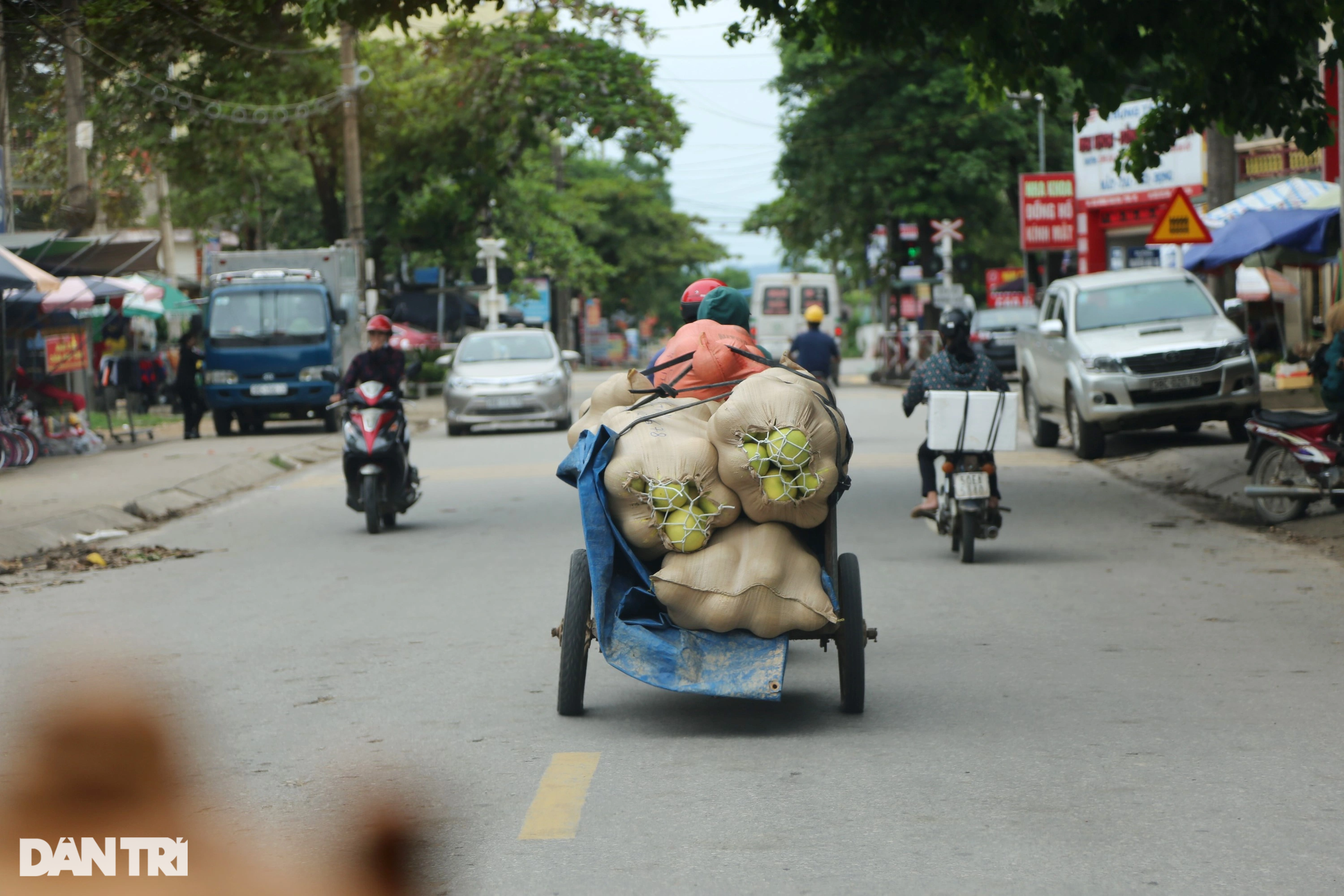 Loại quả đặc sản giữ được... nửa năm, thu hái một vụ xóm núi có vài trăm tỷ - Ảnh 12.