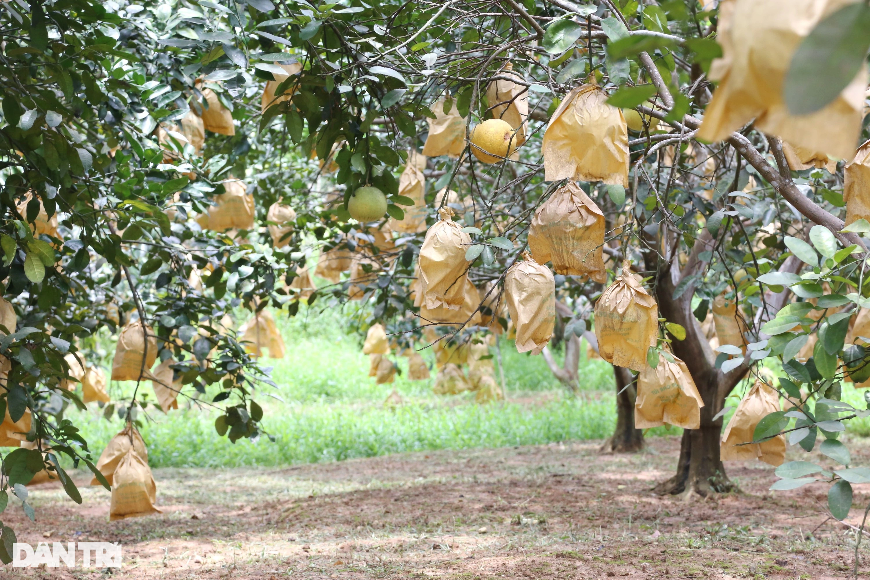 Loại quả đặc sản giữ được... nửa năm, thu hái một vụ xóm núi có vài trăm tỷ - Ảnh 8.