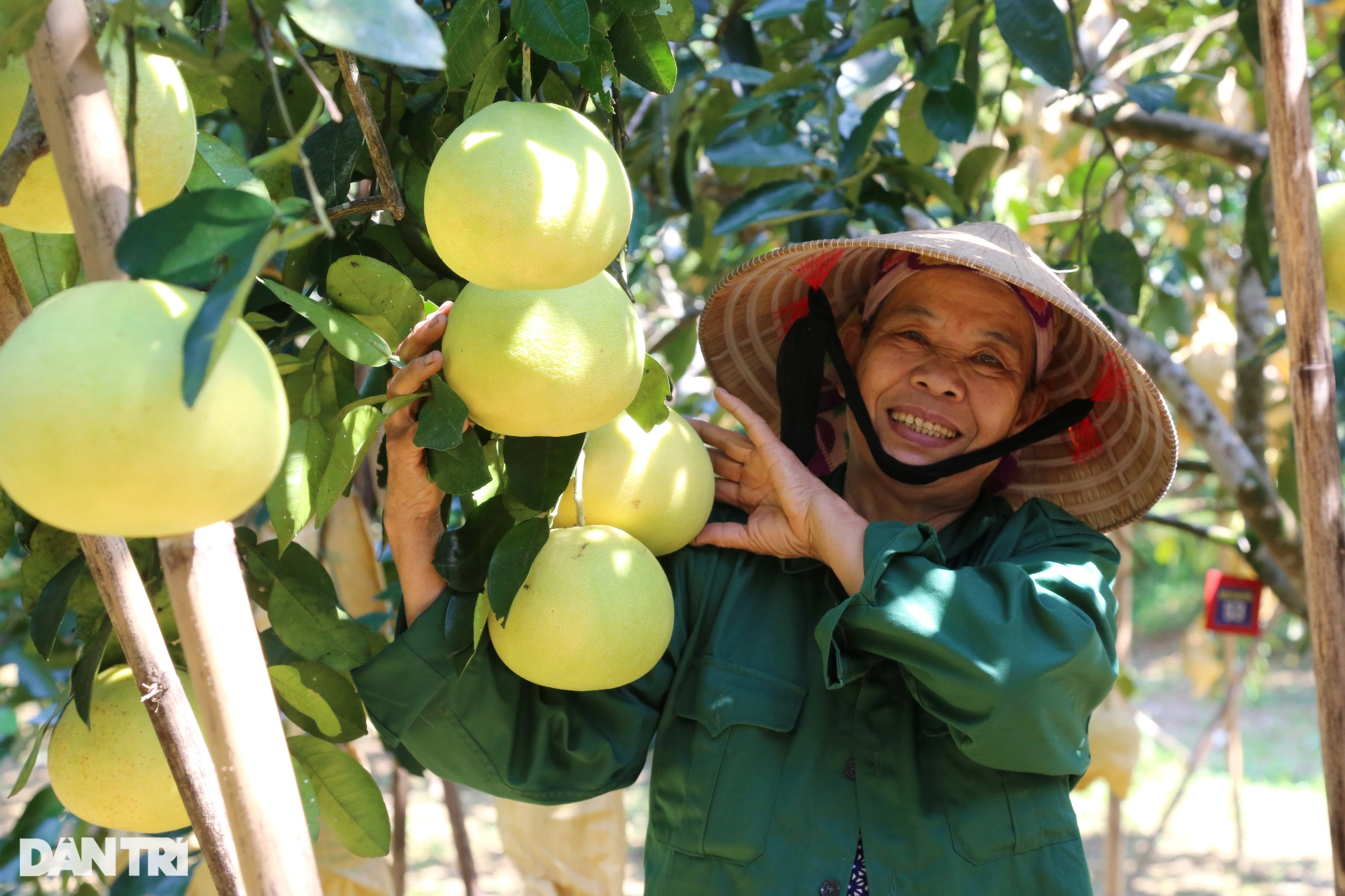 Loại quả đặc sản giữ được... nửa năm, thu hái một vụ xóm núi có vài trăm tỷ - Ảnh 7.