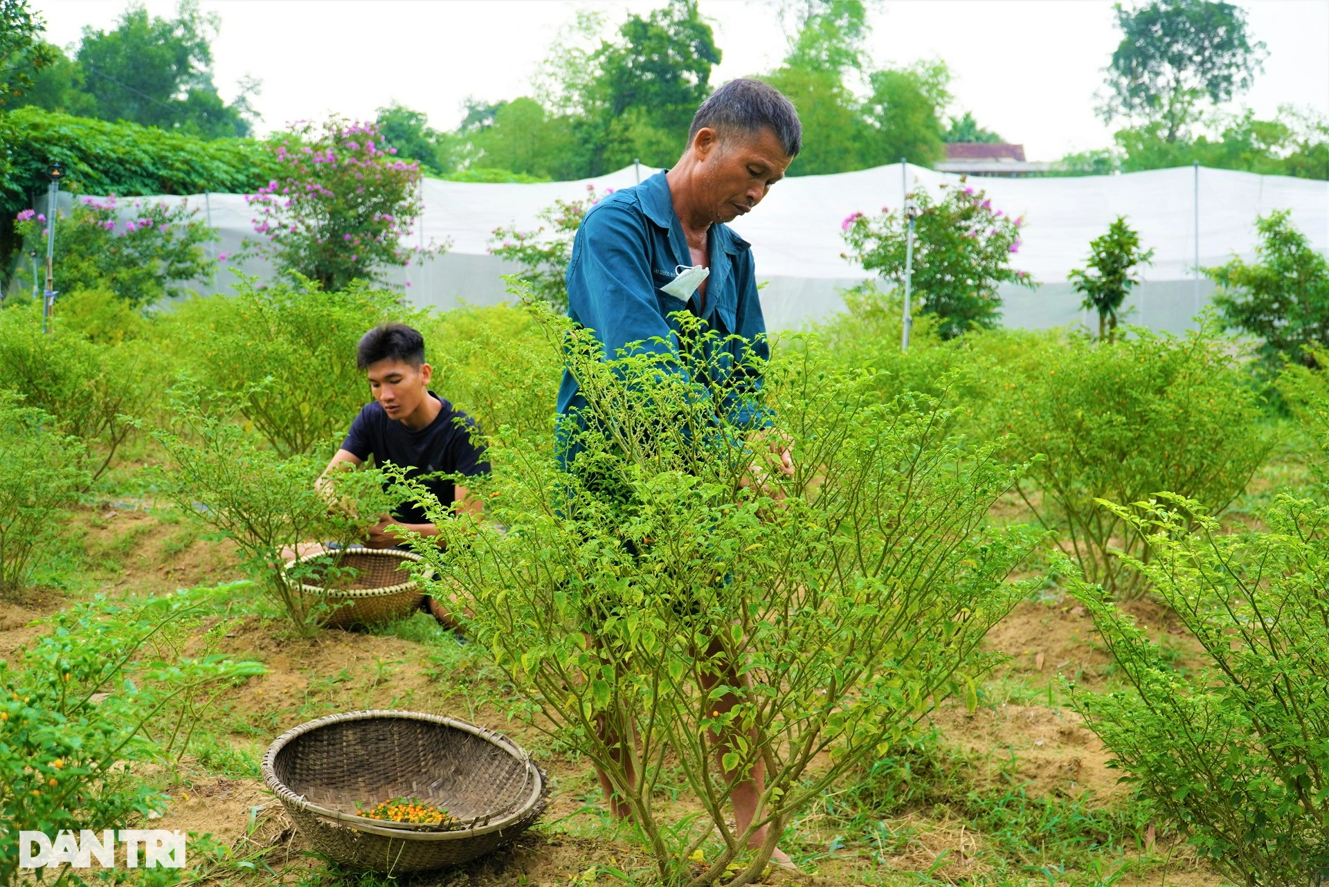 Trồng loại ớt đắt nhất thế giới, ôm lãi hàng trăm triệu đồng - Ảnh 11.