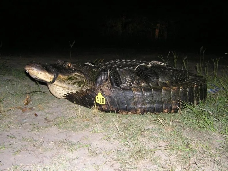Con cá sấu này đã từng bị bắt giữ và dán nhãn để theo dõi từ năm 2009 (Ảnh: MDWFP).
