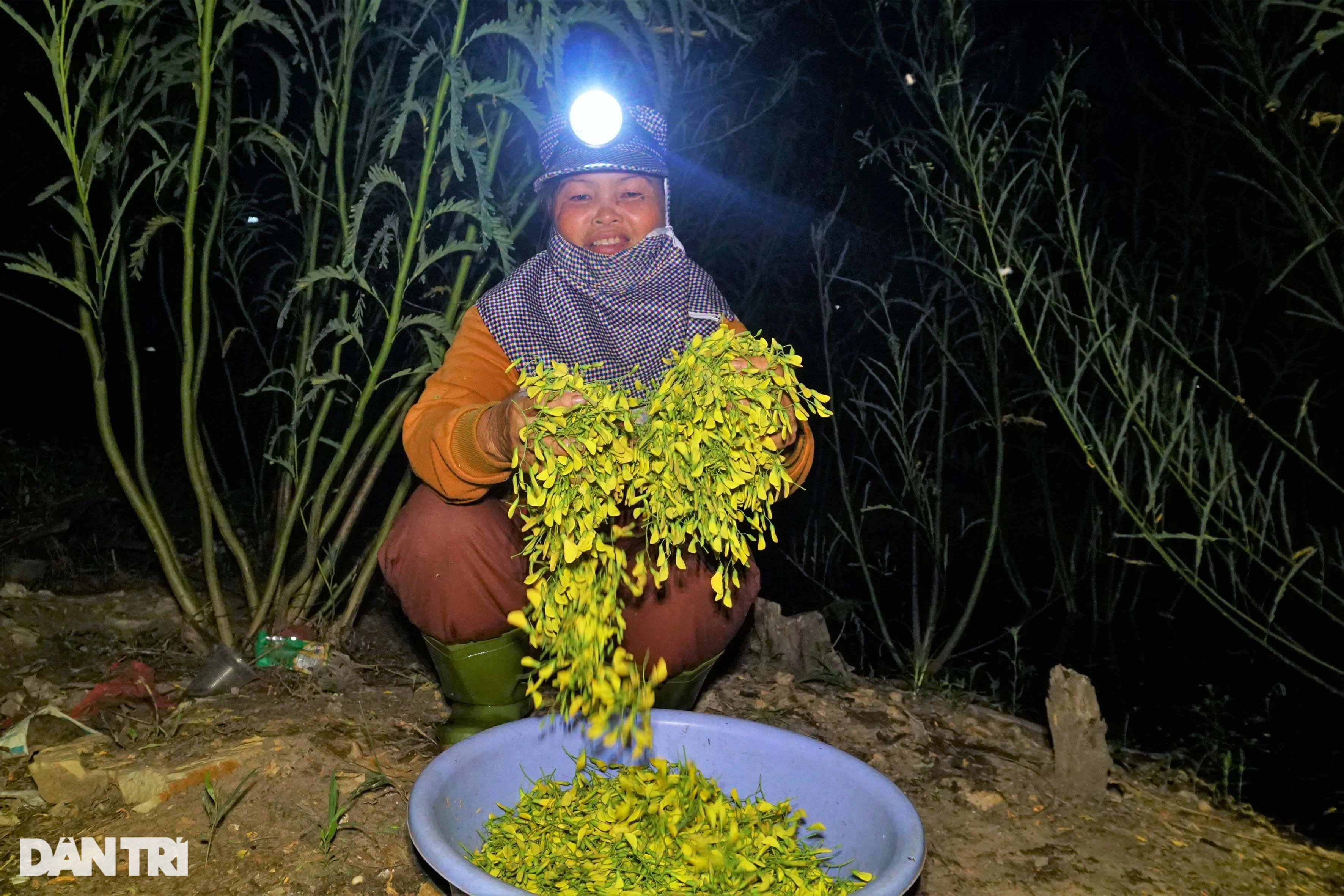 Soi đèn xuyên đêm gom bông điên điển mùa nước nổi - Ảnh 4.