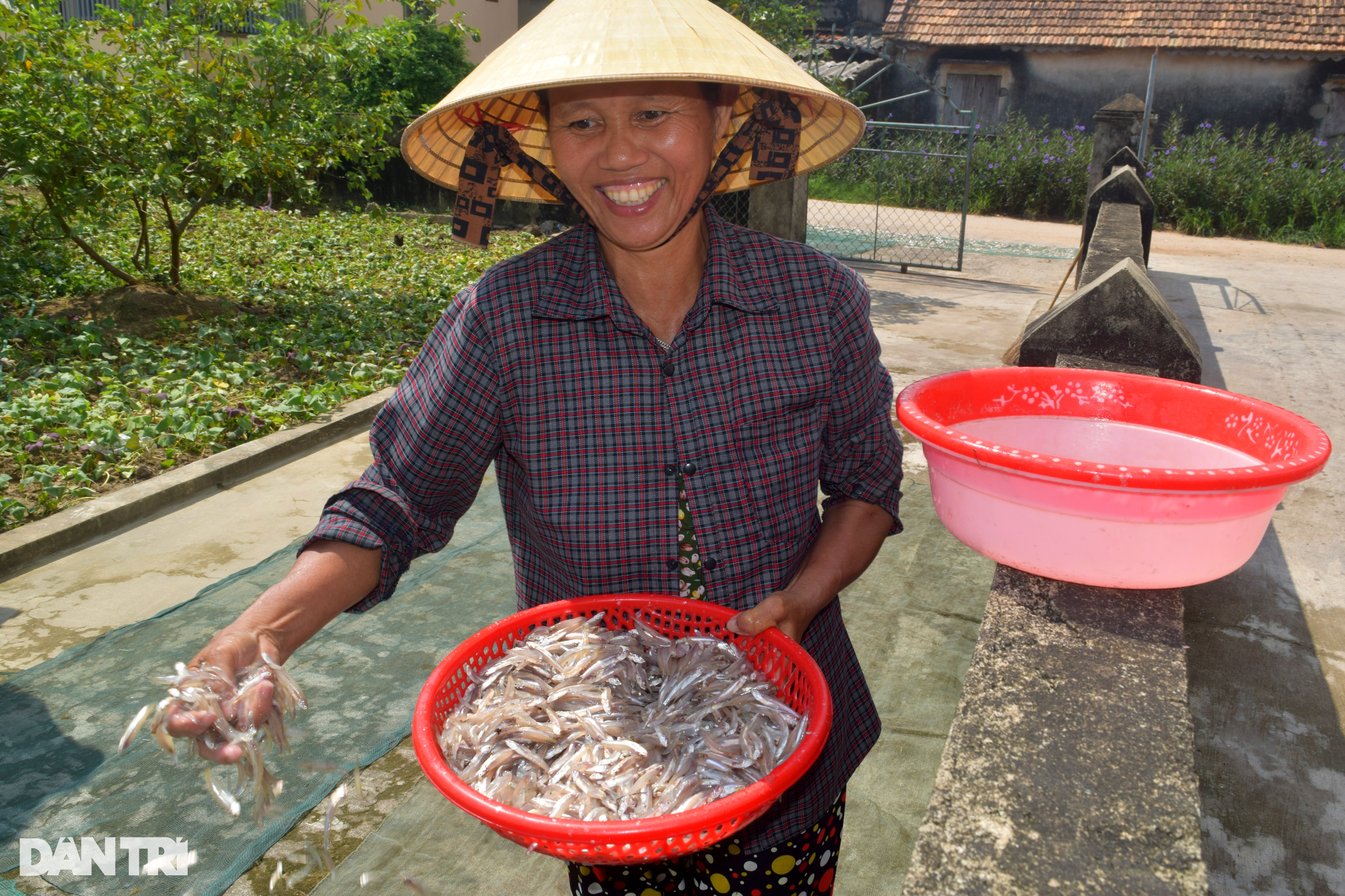 Ngư dân có tiền triệu mỗi ngày nhờ loài cá gần bằng ngón tay - Ảnh 9.