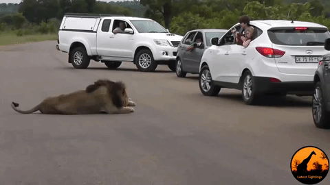 Sư tử đang nằm nghỉ bỗng khiến du khách khiếp vía vì hành động này - 1