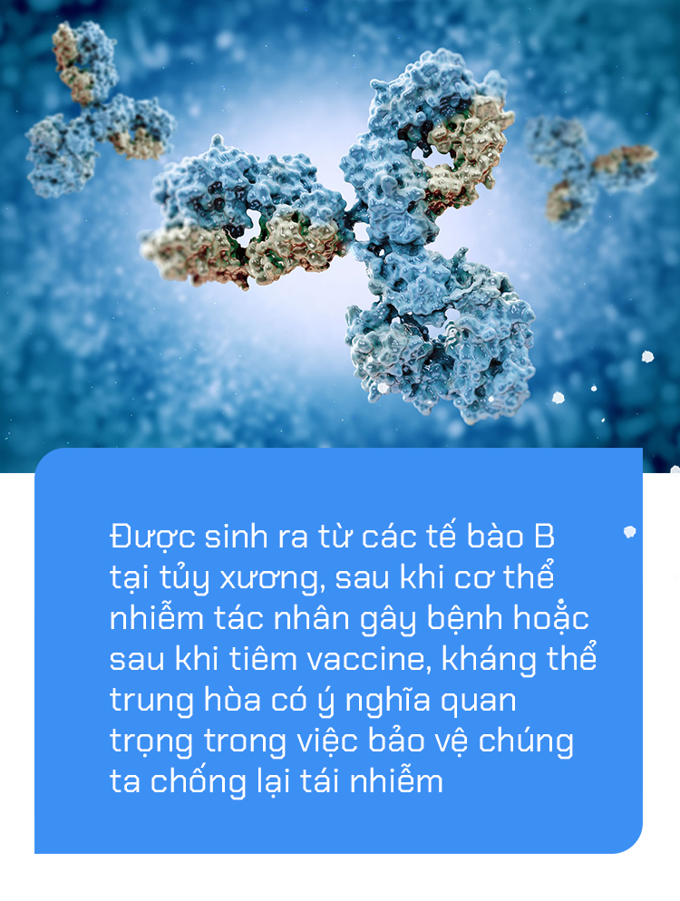 Giải mã siêu kháng thể vô hiệu hóa mọi biến thể SARS