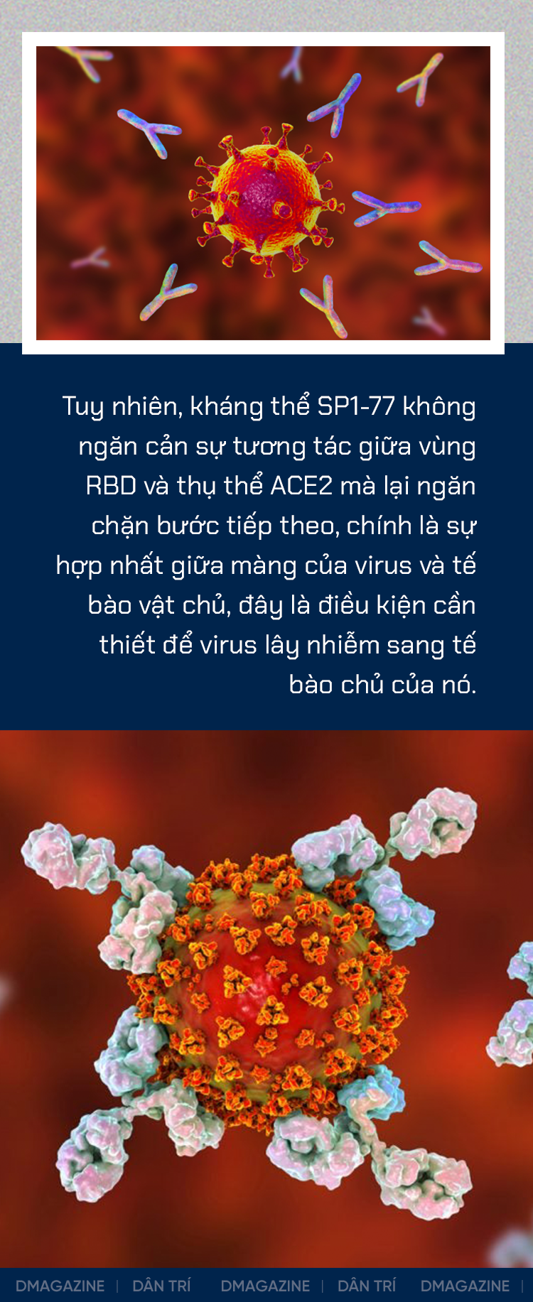 Giải mã siêu kháng thể vô hiệu hóa mọi biến thể SARS