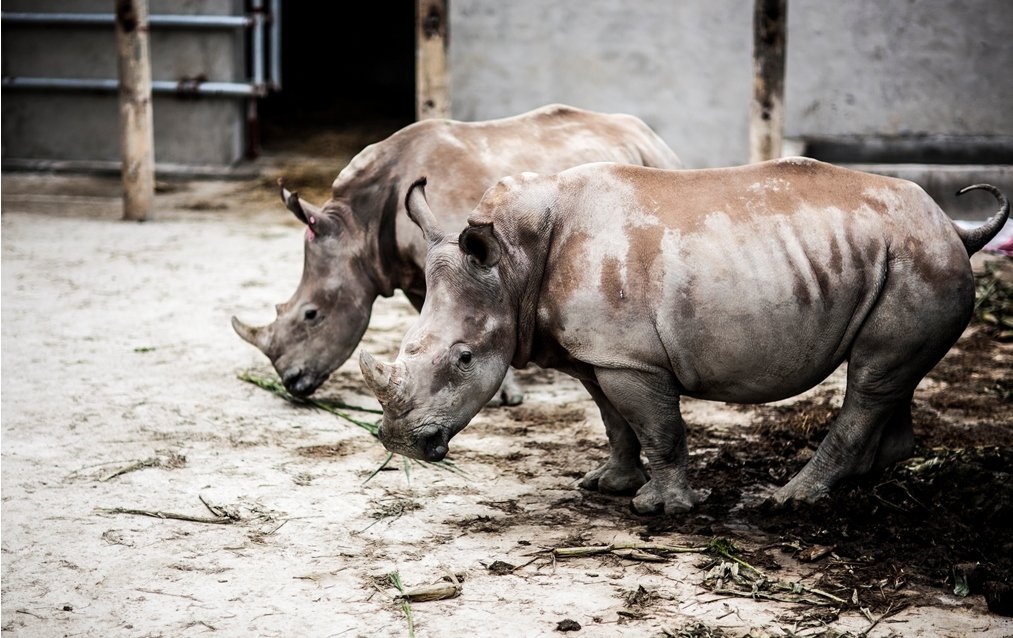6 con tê giác chết bất thường tại khu sinh thái ở Nghệ An - 1