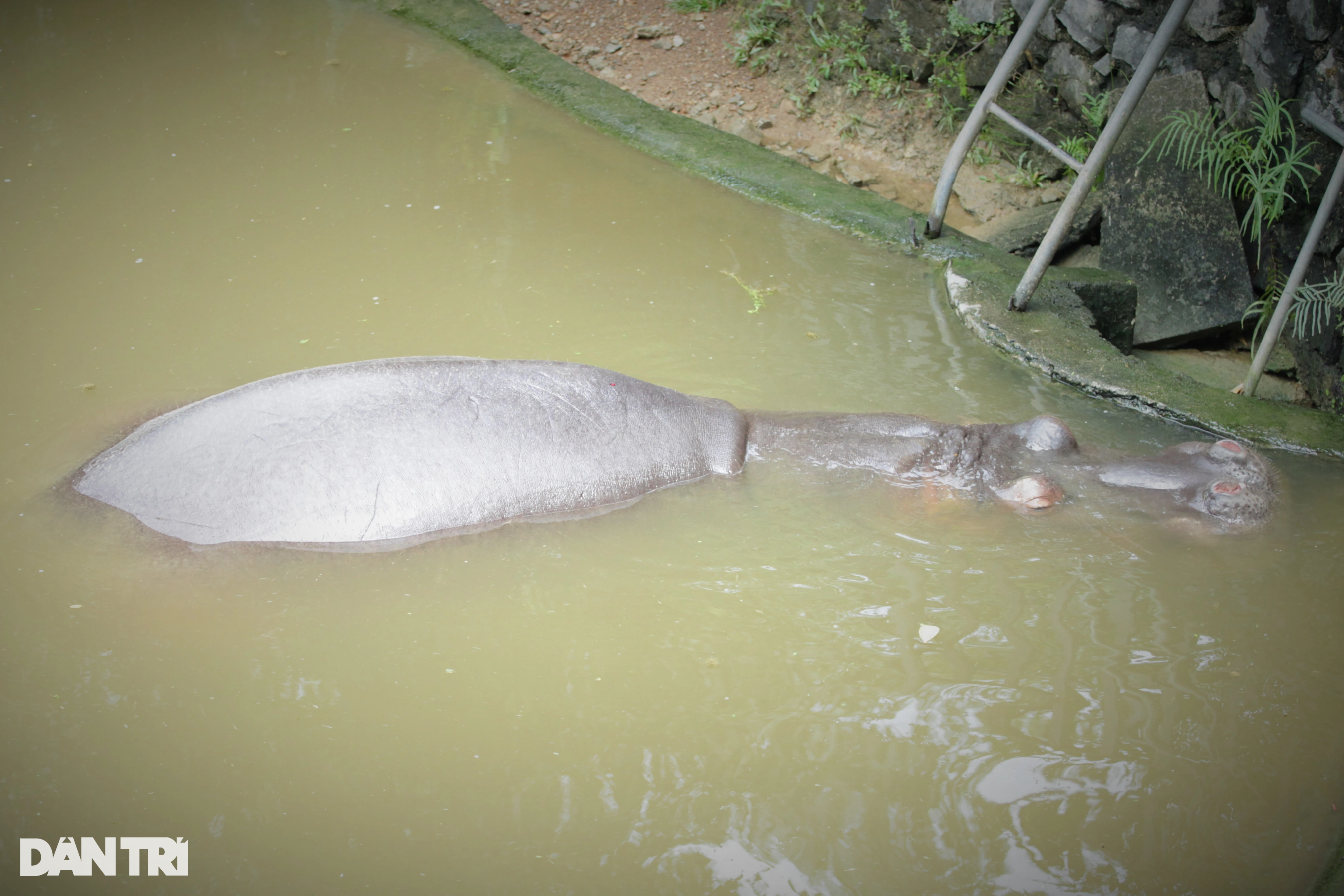 Hai khu sinh thái nuôi tê giác tại Nghệ An - 6