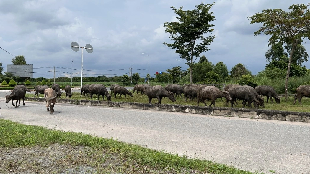 Bài 2: Sau 20 năm, thành phố 