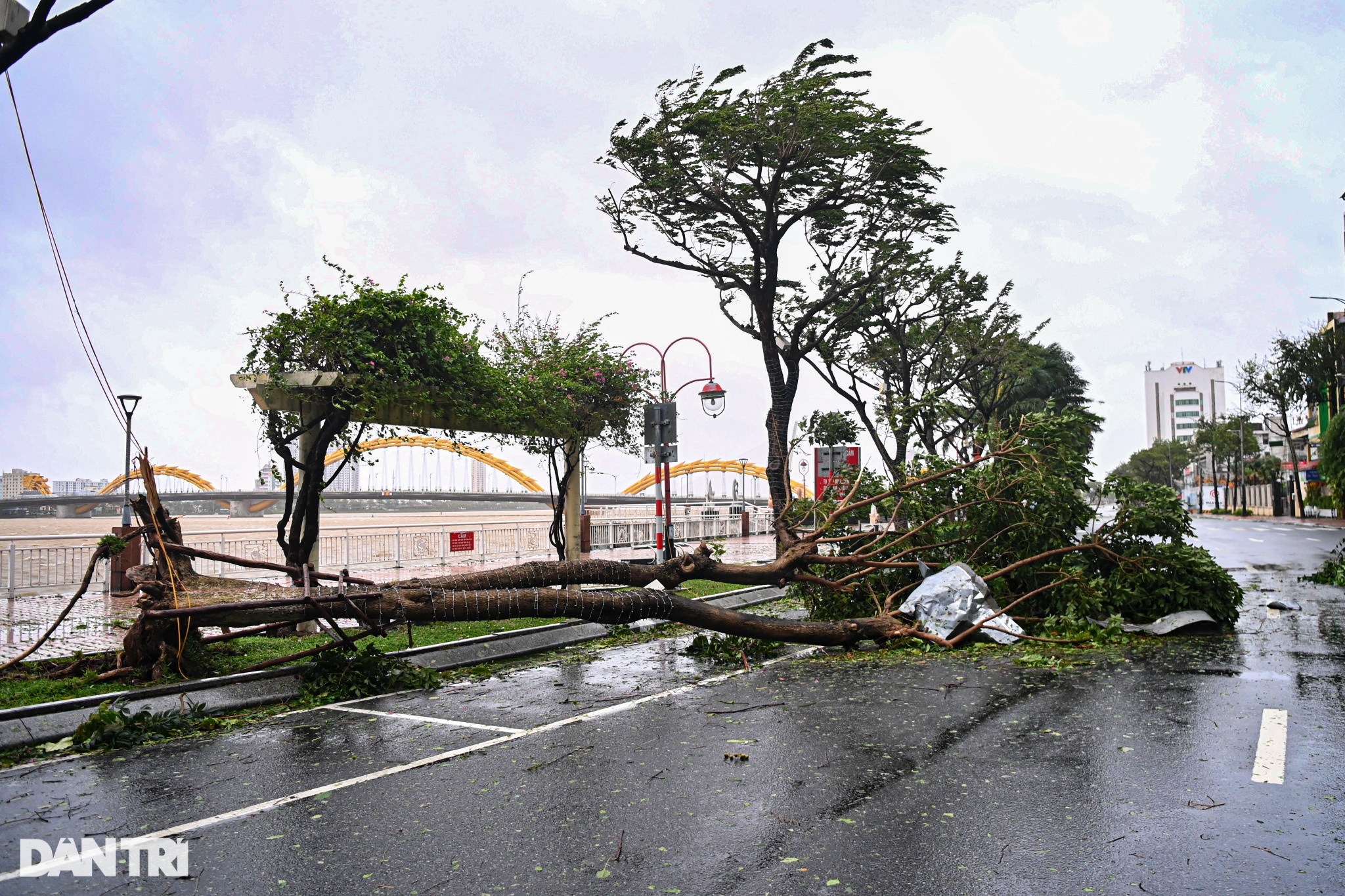 Người dân Đà Nẵng thở phào, khẩn trương dọn dẹp hậu quả sau bão - 2