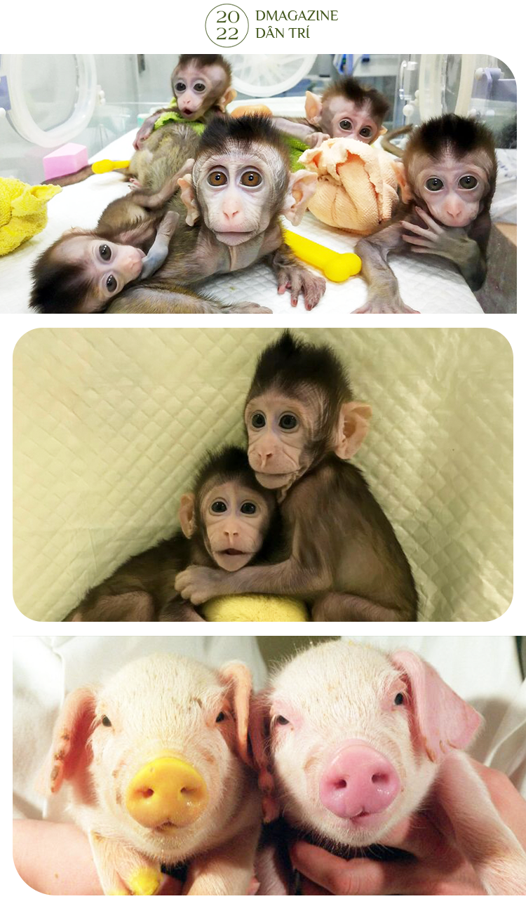 Phép màu cứu rỗi sinh vật bên bờ tuyệt chủng và tranh cãi của khoa học - 11 Phép màu cứu rỗi sinh vật bên bờ tuyệt chủng và tranh cãi của khoa học - 11