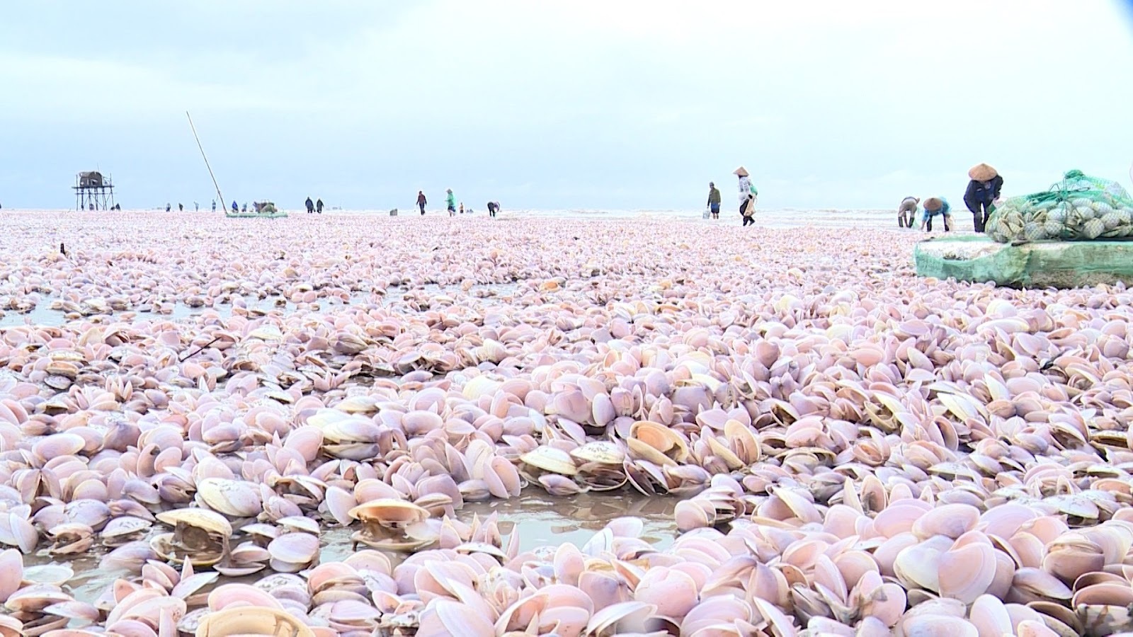 Nguyên nhân ngao chết dạt vào bờ biển Nam Định từ góc nhìn khoa học - 1