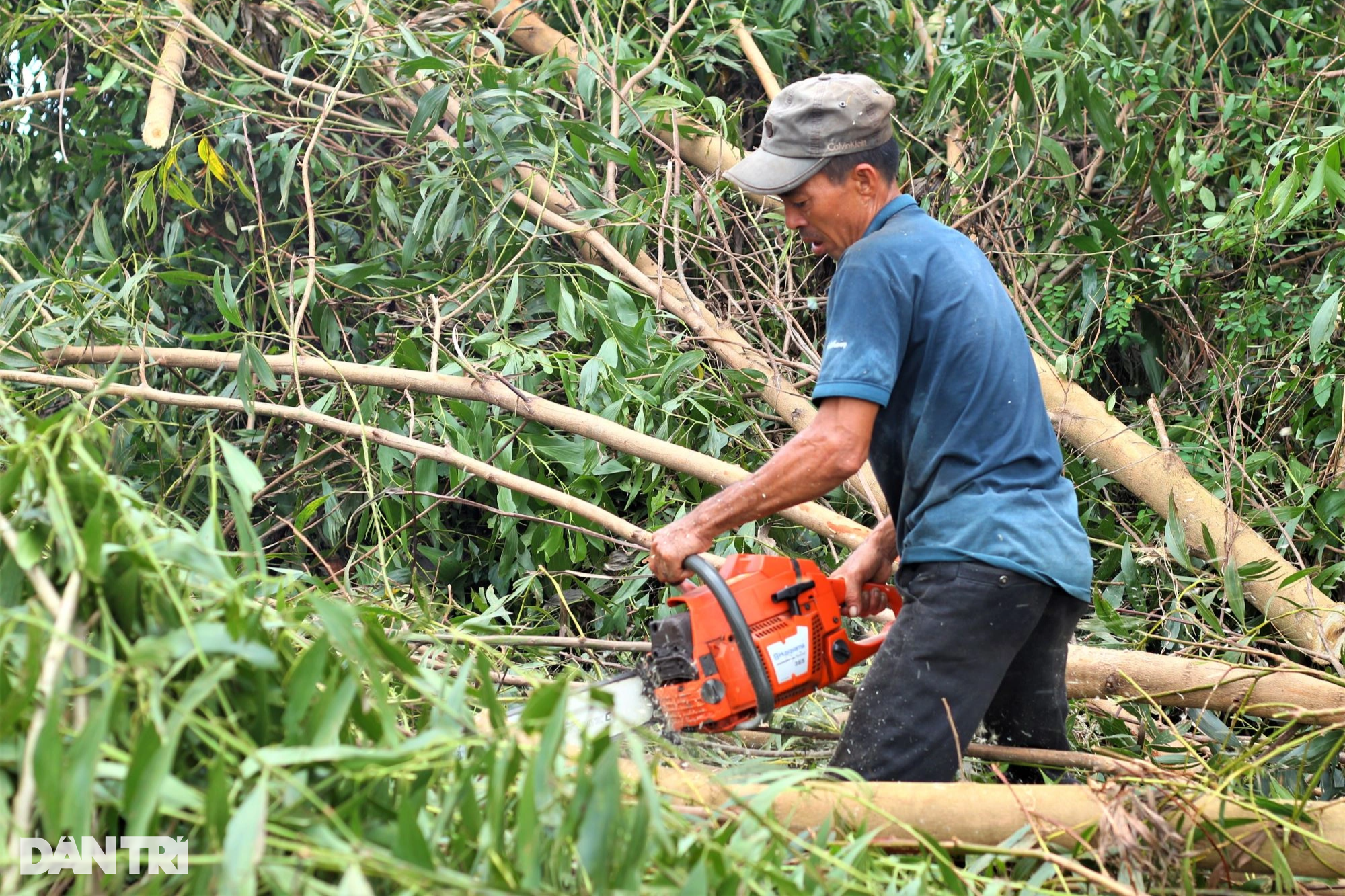 Đánh đu mạng sống giữa rừng làm phu keo sau bão - Ảnh 2.