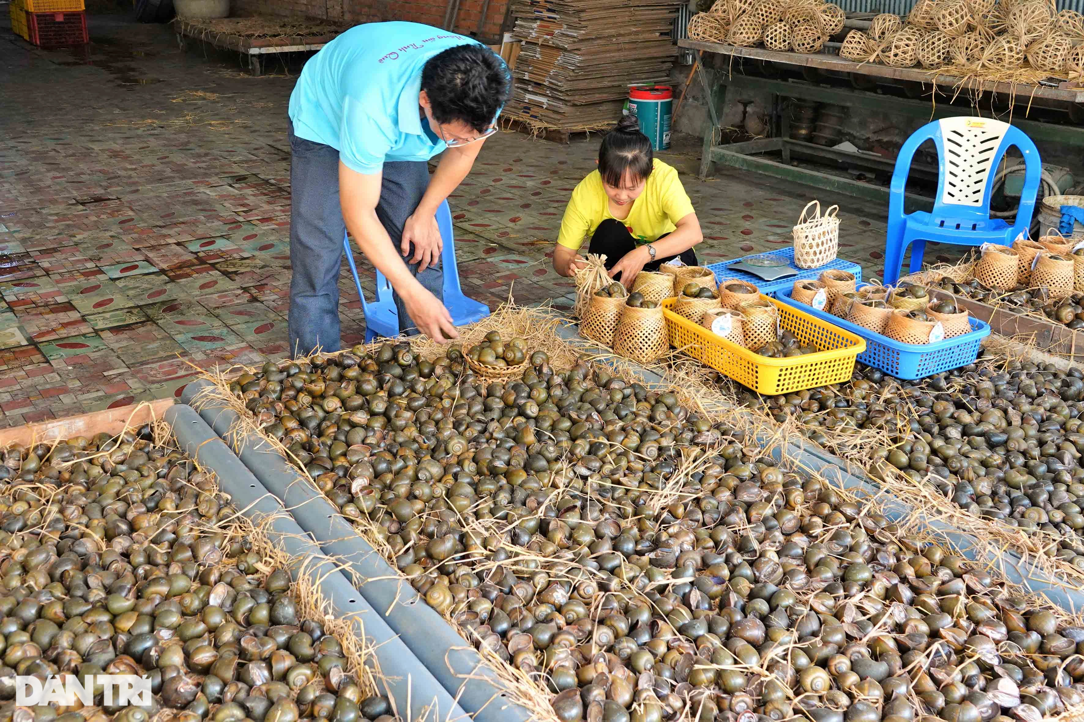 Bí quyết cho ốc &quot;ngủ gác bếp&quot; liền 3 tháng, thu lãi hàng trăm triệu đồng - Ảnh 10.