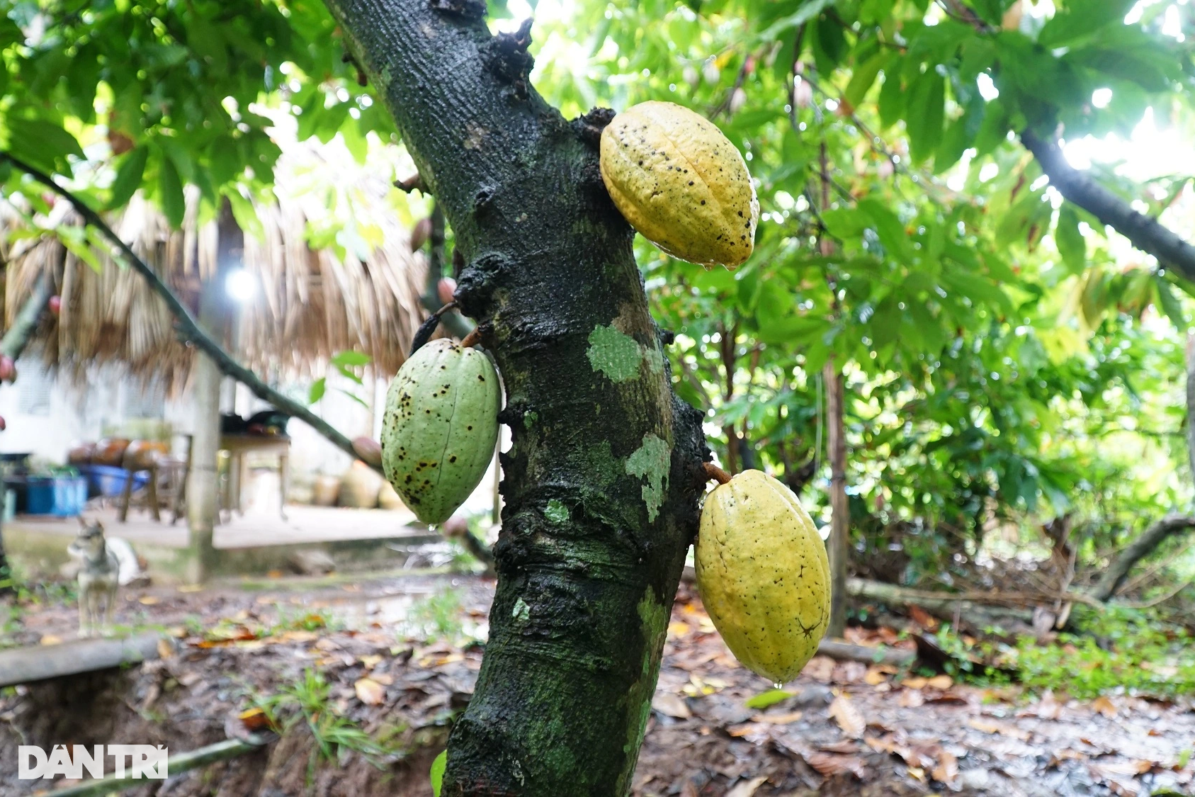 Vườn ca cao &quot;hai tầng&quot; độc lạ chỉ cho khách tham quan đã có tiền triệu - Ảnh 3.