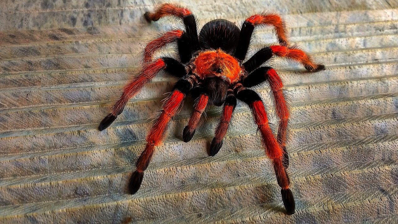 Nhện tarantula có nọc độc và lông có thể gây dị ứng cho những người nhạy cảm (Ảnh: PB).