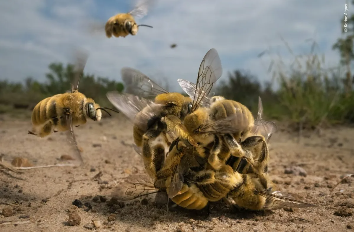 Quả bóng ong ấn tượng nhất cuộc thi nhiếp ảnh động vật hoang dã 2022 - 1