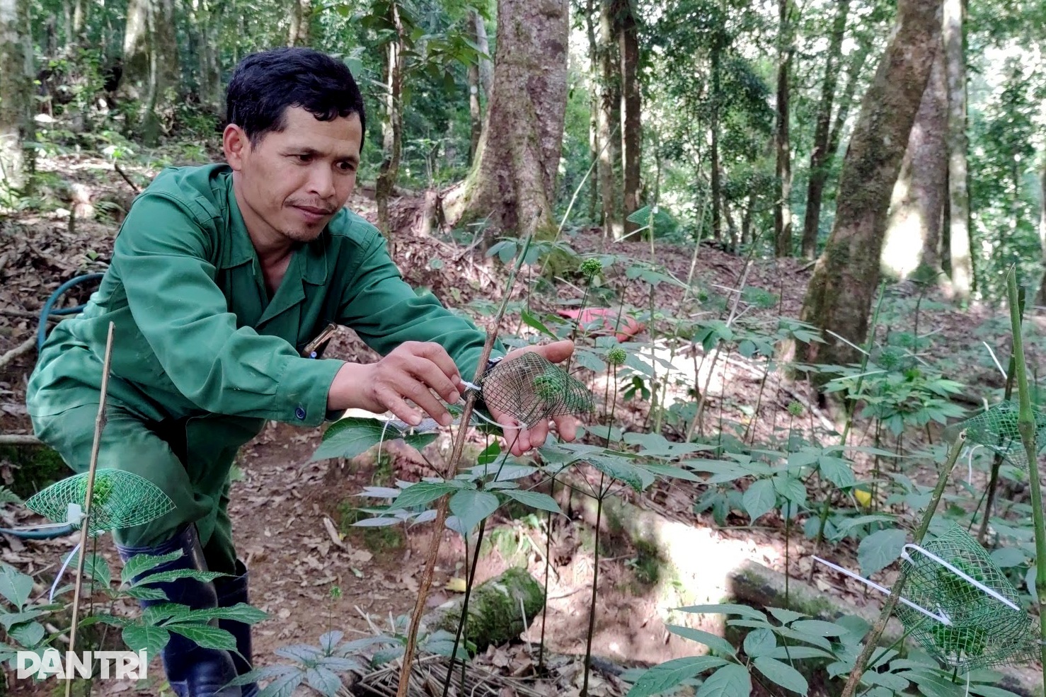 View - Chiêm ngưỡng "quốc bảo của Việt Nam" trên đỉnh Ngọc Linh | Báo Dân trí