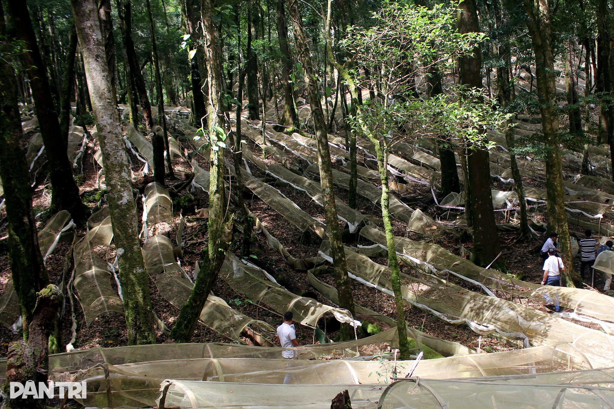 View - Chiêm ngưỡng "quốc bảo của Việt Nam" trên đỉnh Ngọc Linh | Báo Dân trí