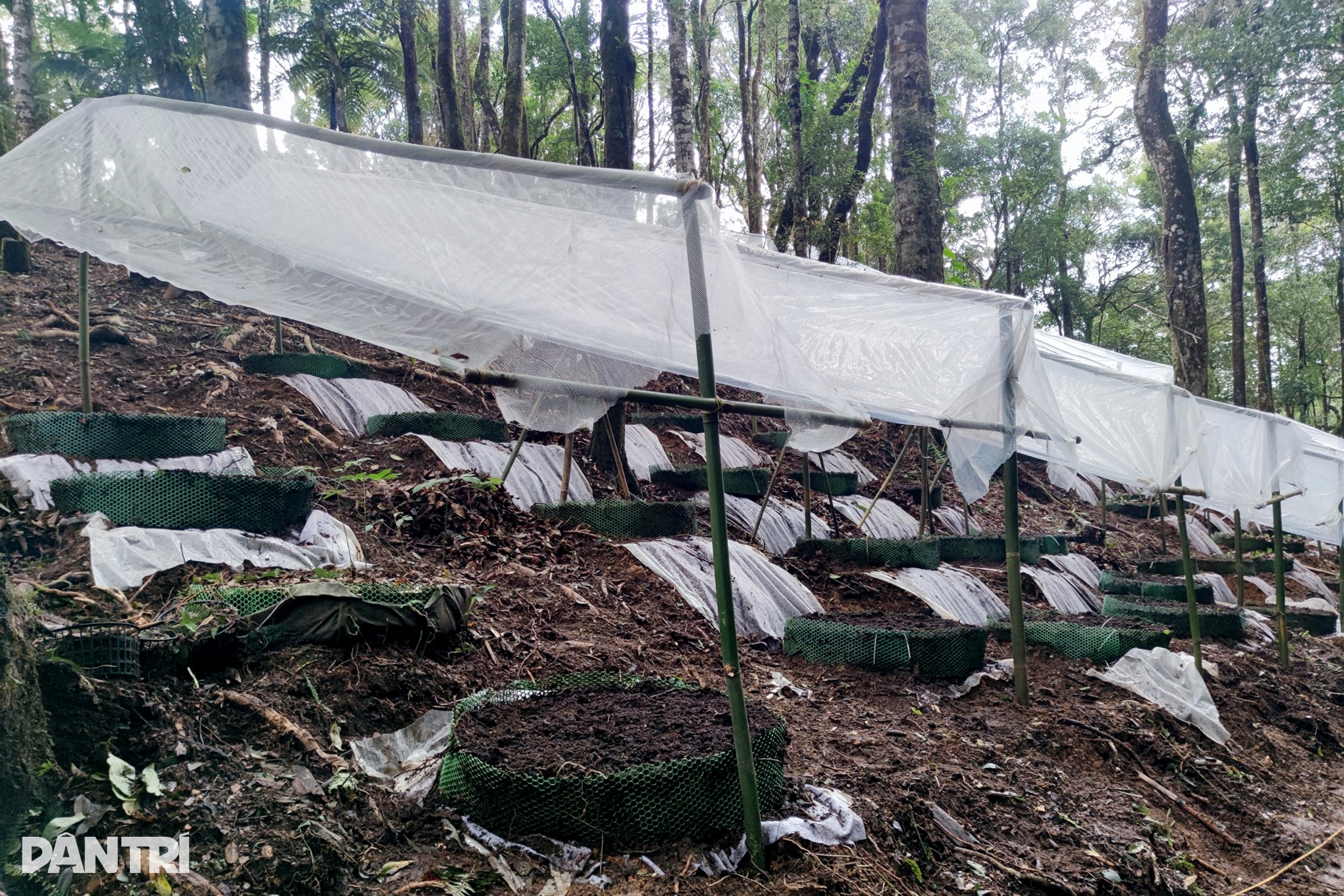 View - Chiêm ngưỡng "quốc bảo của Việt Nam" trên đỉnh Ngọc Linh | Báo Dân trí