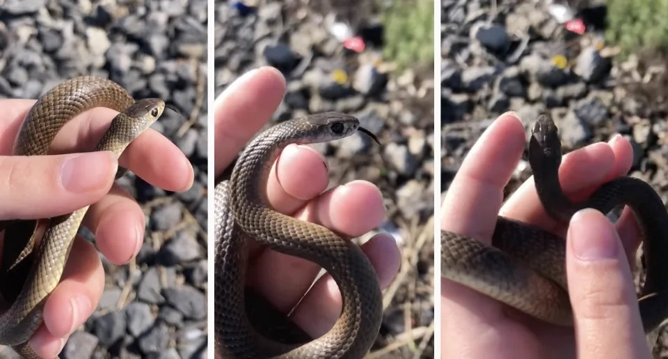 Bé gái 11 tuổi cầm con rắn lên tay vì tưởng rằng đây là một con rắn không độc (Ảnh cắt từ clip).