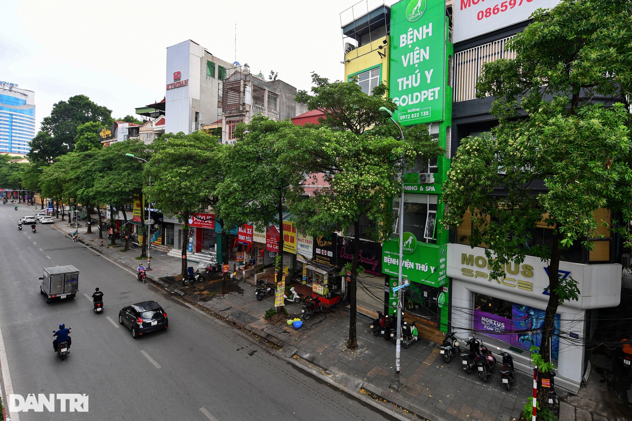 Hiện trạng 80 cây hoa sữa gây mùi khó chịu bị đề xuất di dời ở Hà Nội - 8