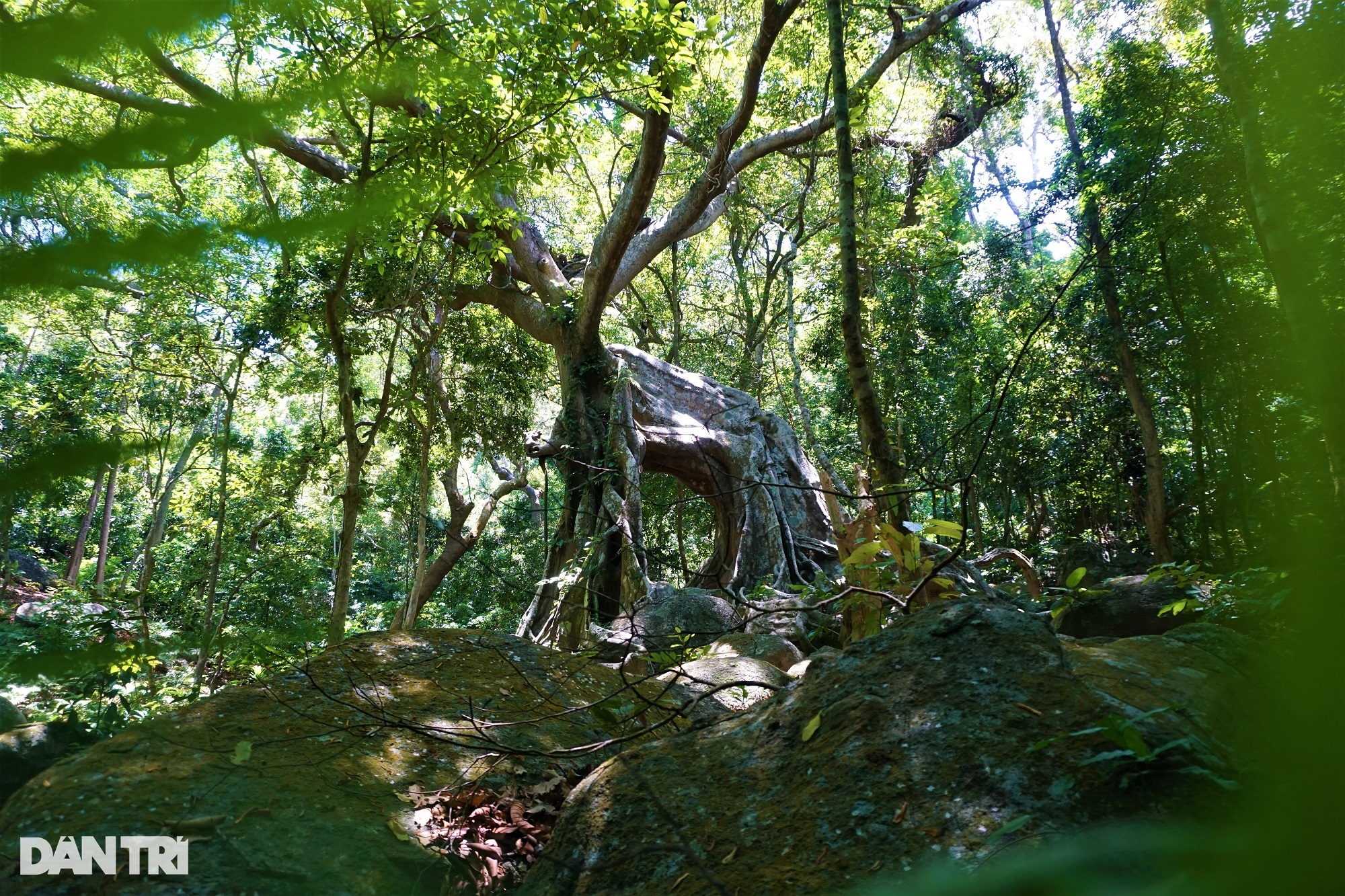 Đà Nẵng: Độc đáo &quot;cây đa ngơ ngác&quot; gần 1.000 năm tuổi  - Ảnh 1.