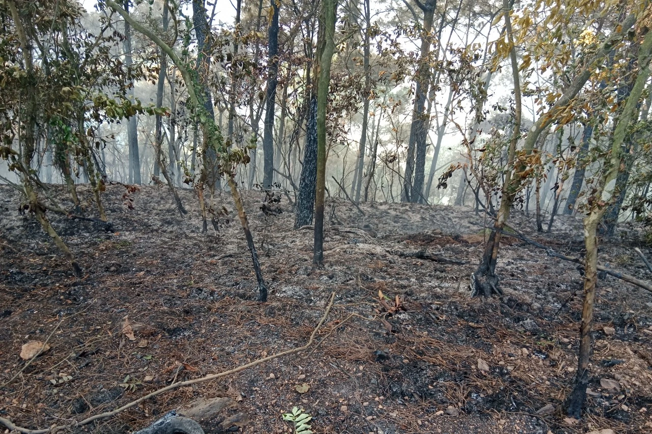 Hơn 350 người xuyên đêm chữa cháy rừng ở Hà Nội - 5