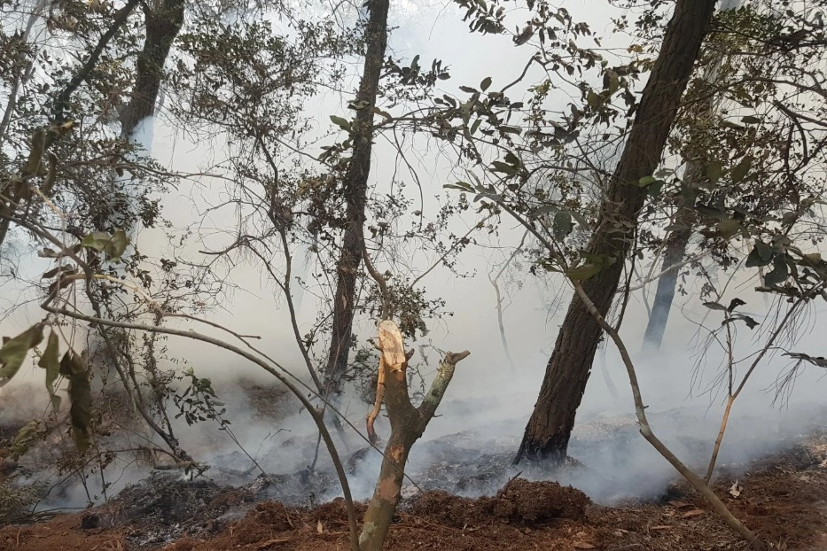 Hơn 350 người xuyên đêm chữa cháy rừng ở Hà Nội - 1