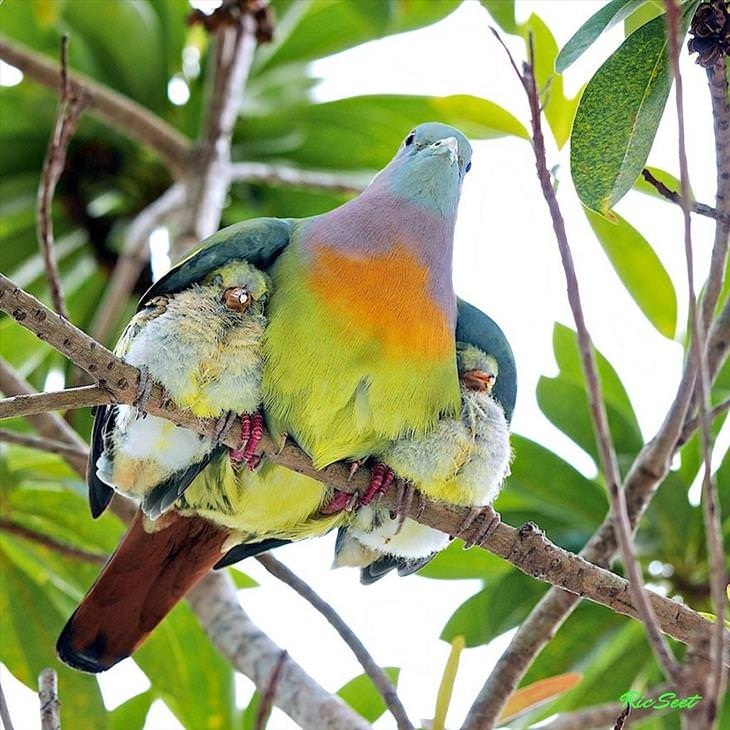 Mẹ sẽ luôn dang đôi cánh che chở cho các con.