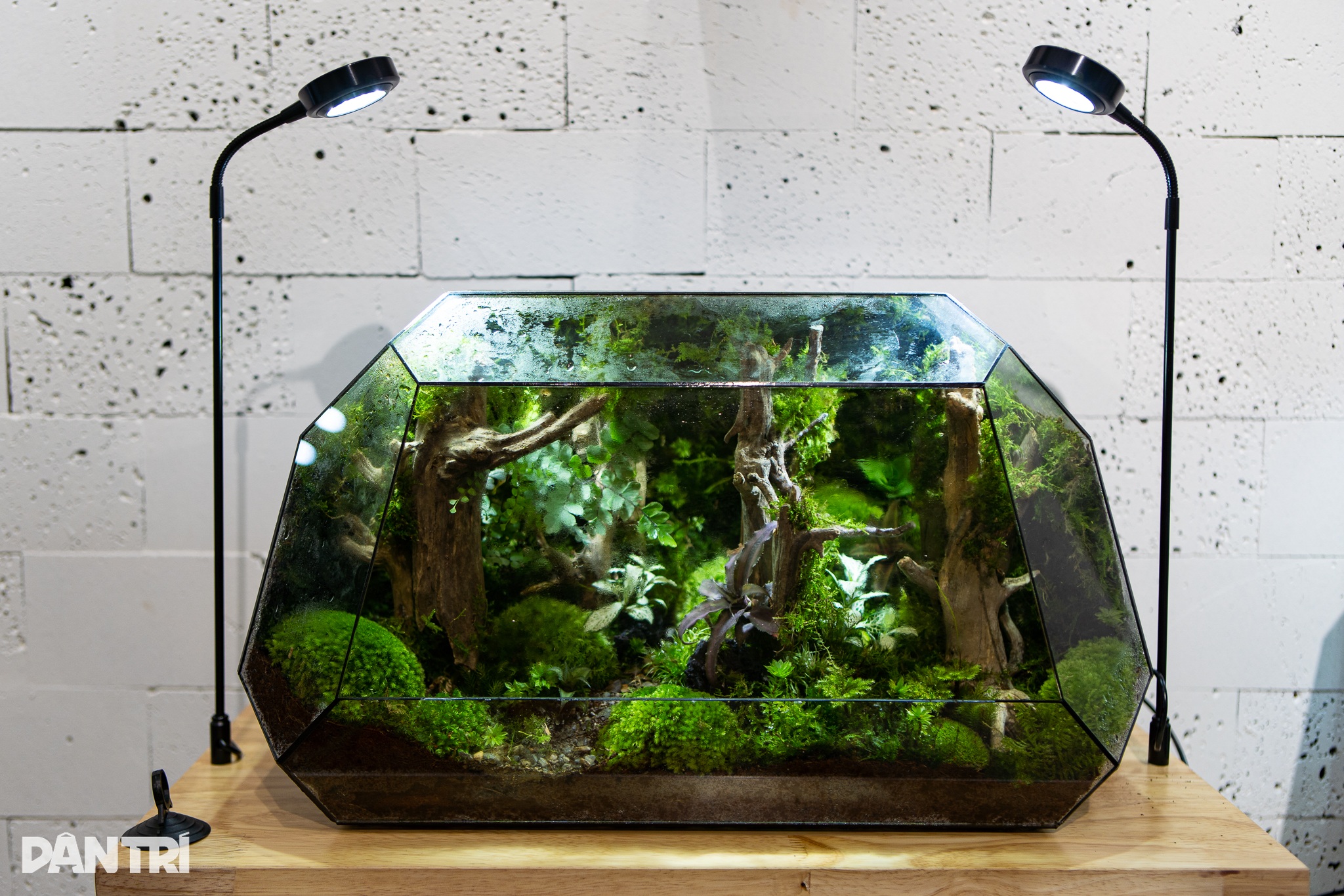 Độc lạ chàng trai Hà Nội 