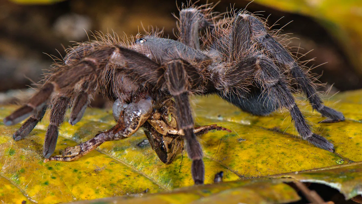 Khoảnh khắc nhện khổng lồ giết chết con chuột trong chớp mắt