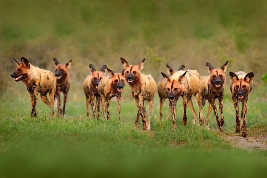 Chó hoang châu Phi là một trong những loài động vật săn mồi hiệu quả nhất tại châu Phi (Ảnh: Africa Freak).