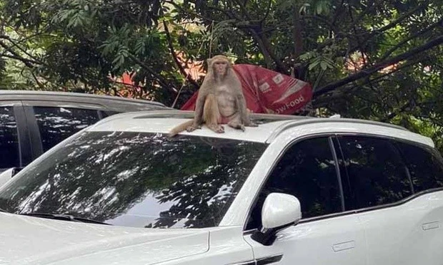 Thổi ống tiêu gây mê, vây bắt con khỉ hoang phá bãi xe ở Hà Nội - 1
