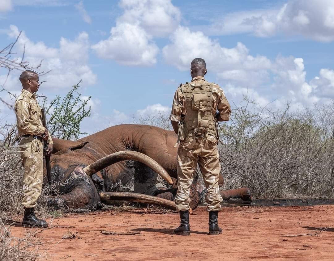 Thi thể của voi siêu ngà Lugard. Con voi này qua đời ở tuổi 53 vì lý do tự nhiên (Ảnh: Tsavo Trust).