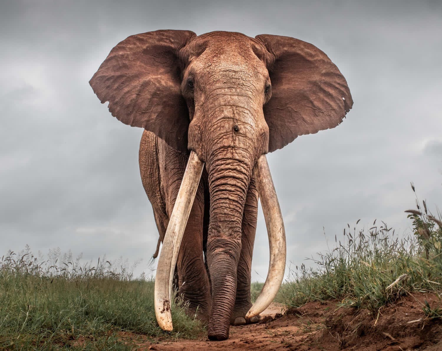 Lugard được cho là con voi sở hữu cặp ngà lớn nhất thế giới khi còn sống (Ảnh: Twitter).