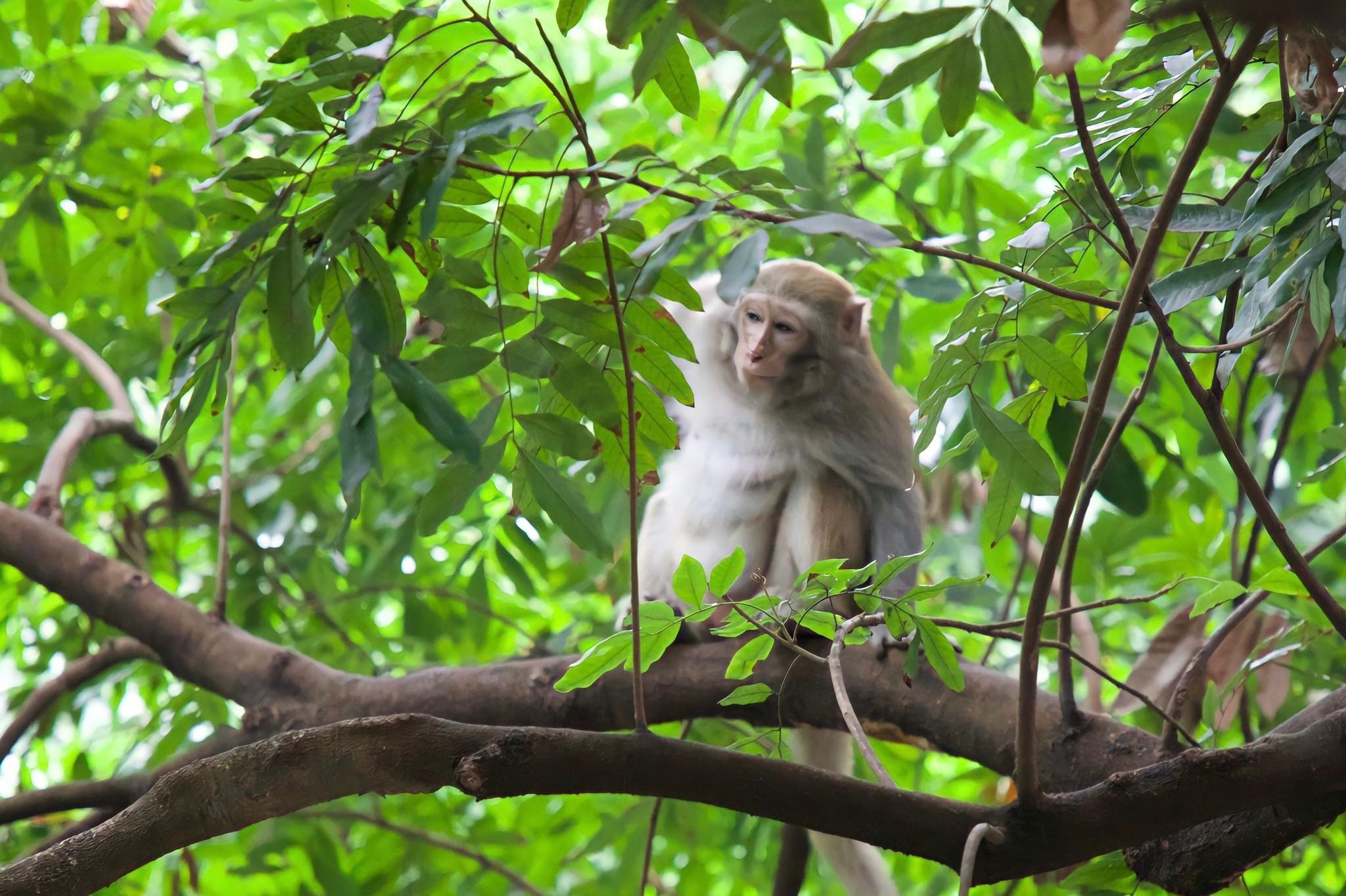 Đã bắt được con khỉ hoang quậy phá bãi xe ở Hà Nội - 3