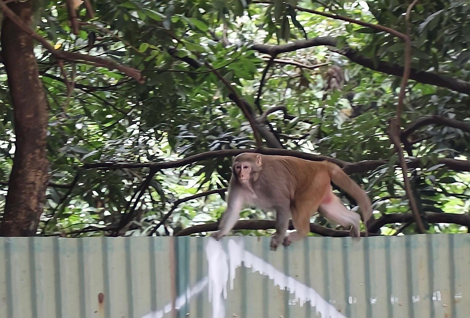Đã bắt được con khỉ hoang quậy phá bãi xe ở Hà Nội - 2