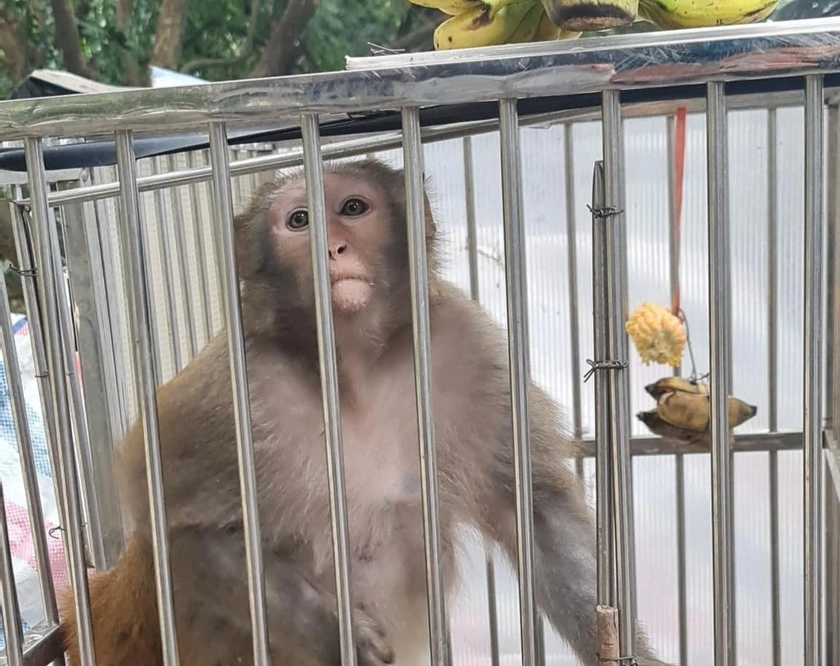 Đã bắt được con khỉ hoang quậy phá bãi xe ở Hà Nội - 1