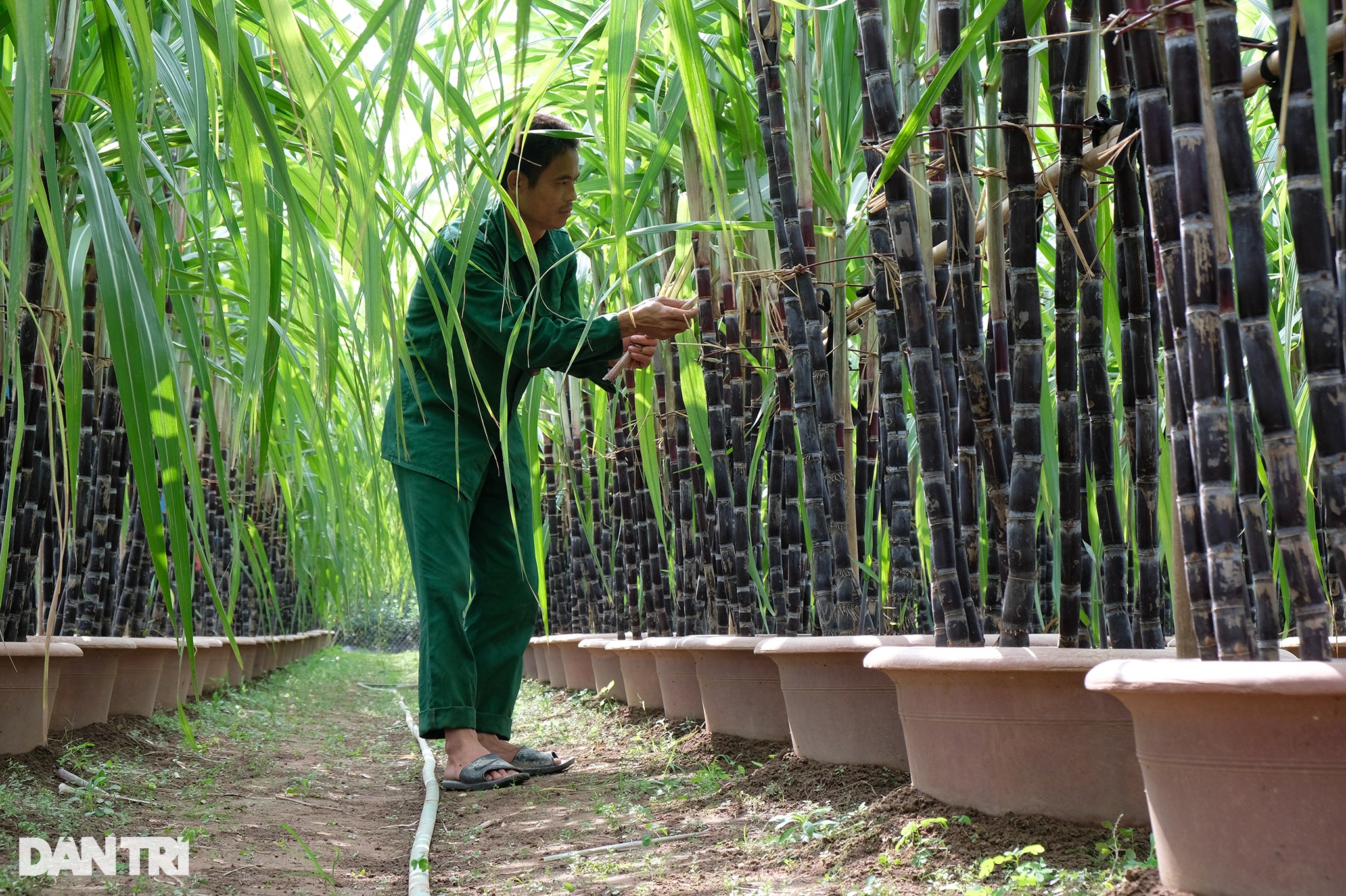 Mía tím trồng trên chậu: Nhà vườn lo cháy hàng không đủ để khách chơi Tết - 2