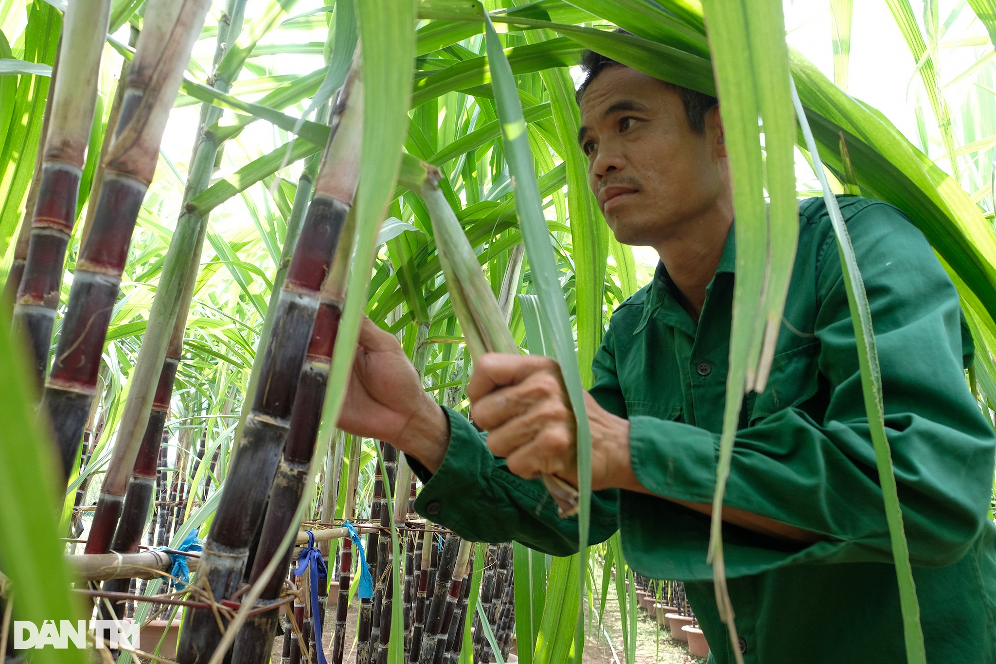 Mía tím trồng trên chậu: Nhà vườn lo cháy hàng không đủ để khách chơi Tết - 6