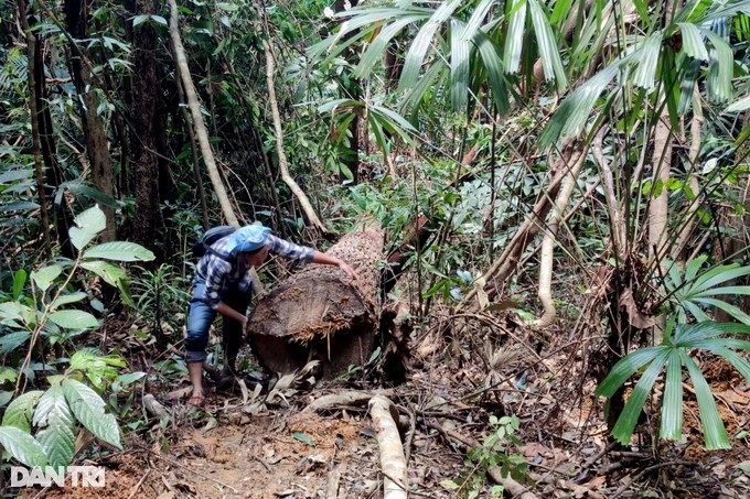 Kỷ luật nhiều cán bộ vụ phá rừng quy mô lớn ở Kon Tum - 1