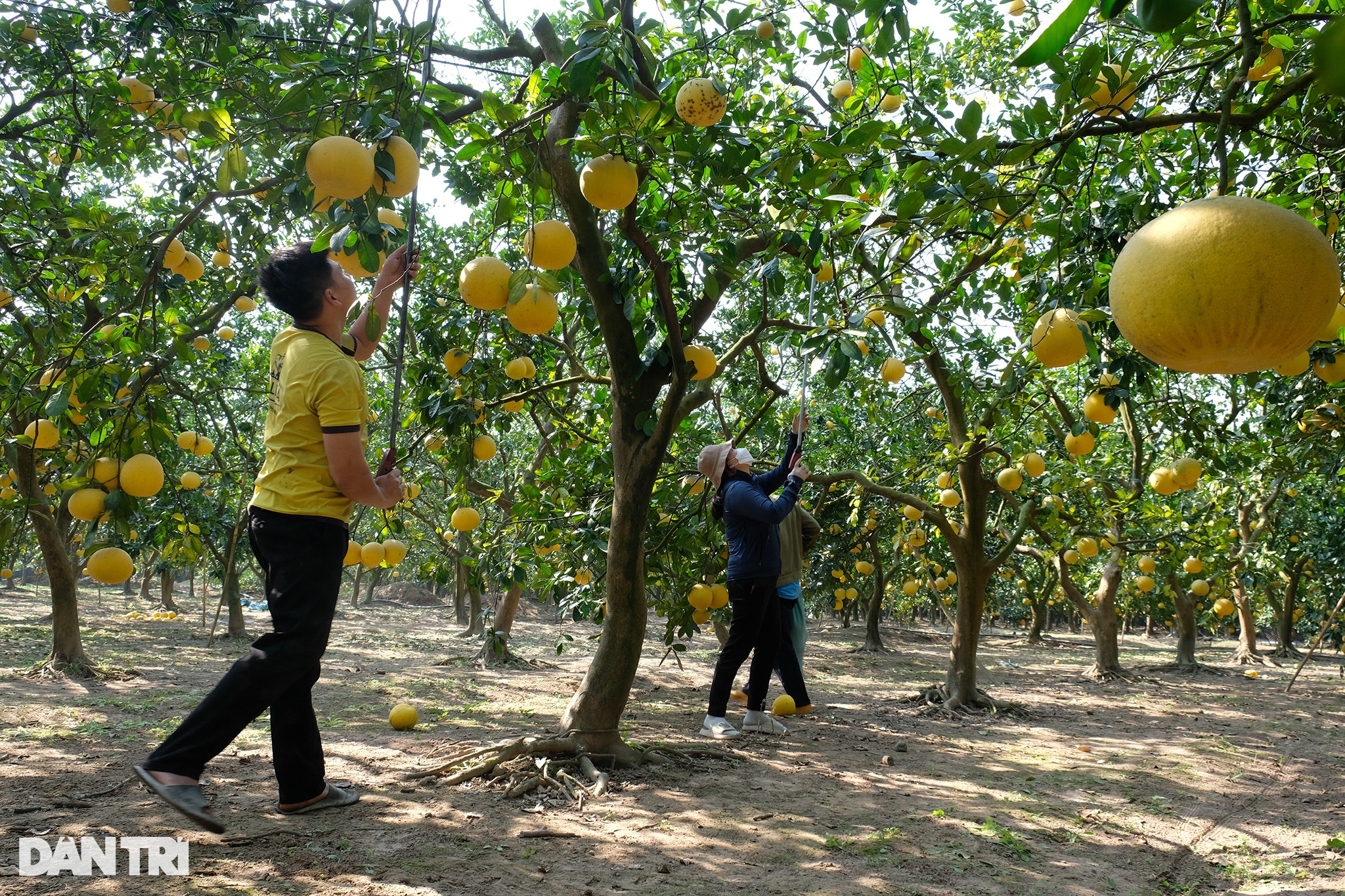 Thủ phủ bưởi Diễn tất bật thu hoạch phục vụ Tết Nguyên đán 2023 - 4