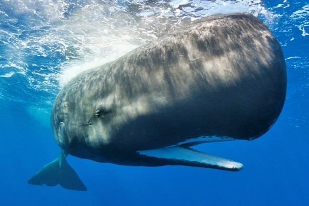 Vai trò mới của cá voi: Máy bơm carbon sinh học của đại dương - 1
