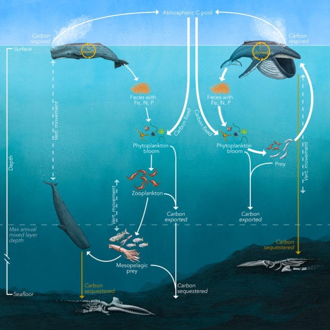 Vai trò mới của cá voi: Máy bơm carbon sinh học của đại dương - 2