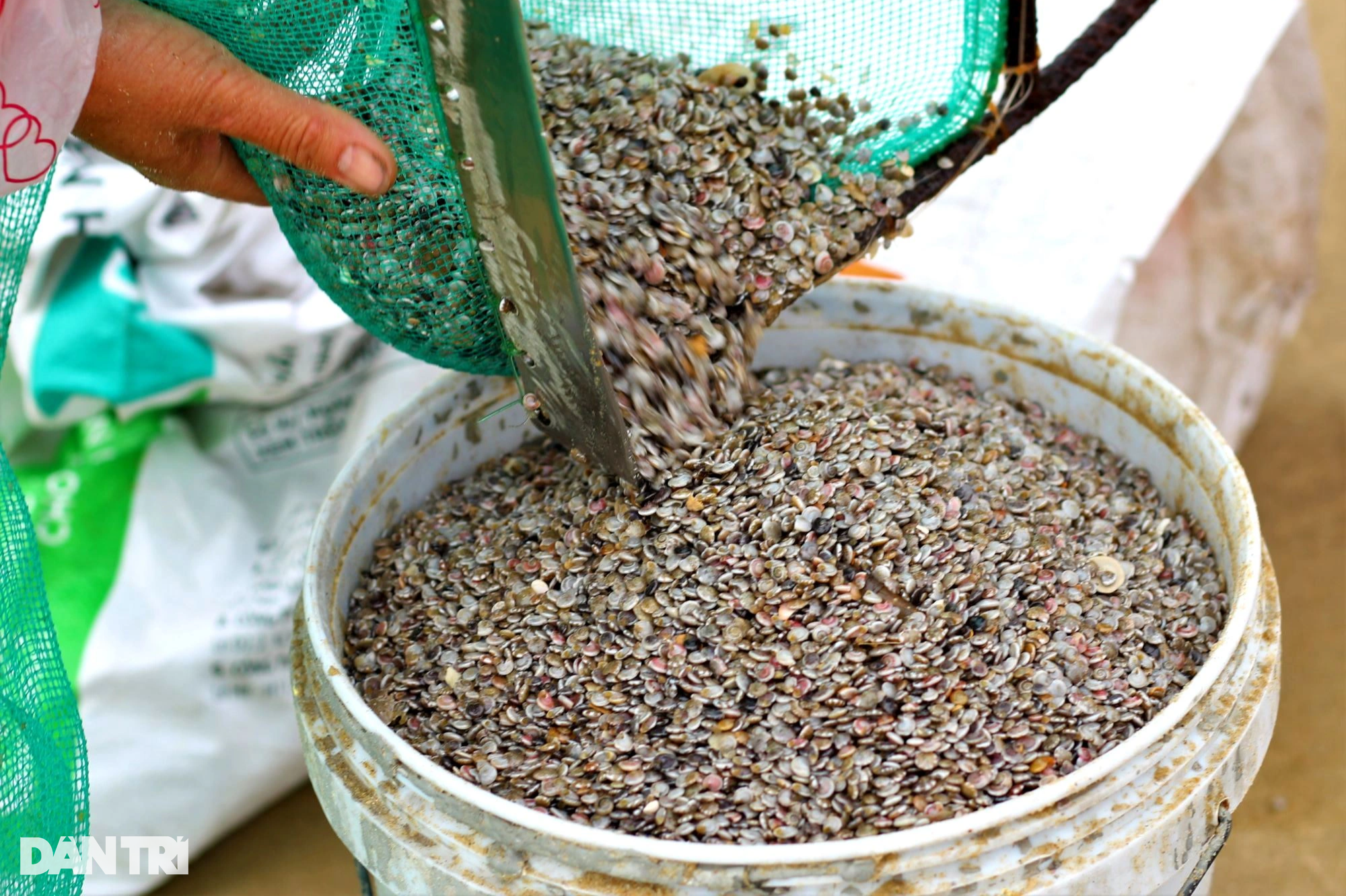 Ngư dân Quảng Nam đội mưa lạnh bắt loại ốc "nhà nghèo" nuôi con "nhà giàu" - Ảnh 4. Ngư dân Quảng Nam đội mưa lạnh bắt loại ốc "nhà nghèo" nuôi con "nhà giàu" - Ảnh 4.